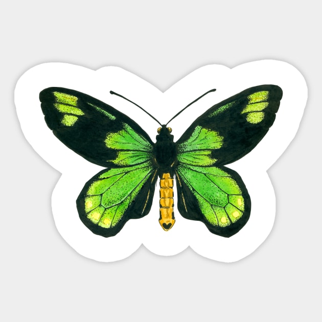 Queen Victoria's birdwing butterfly Sticker by katerinamk